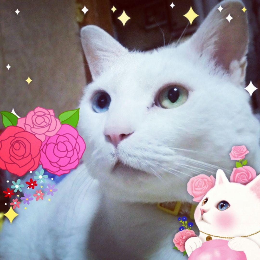 画像確認用