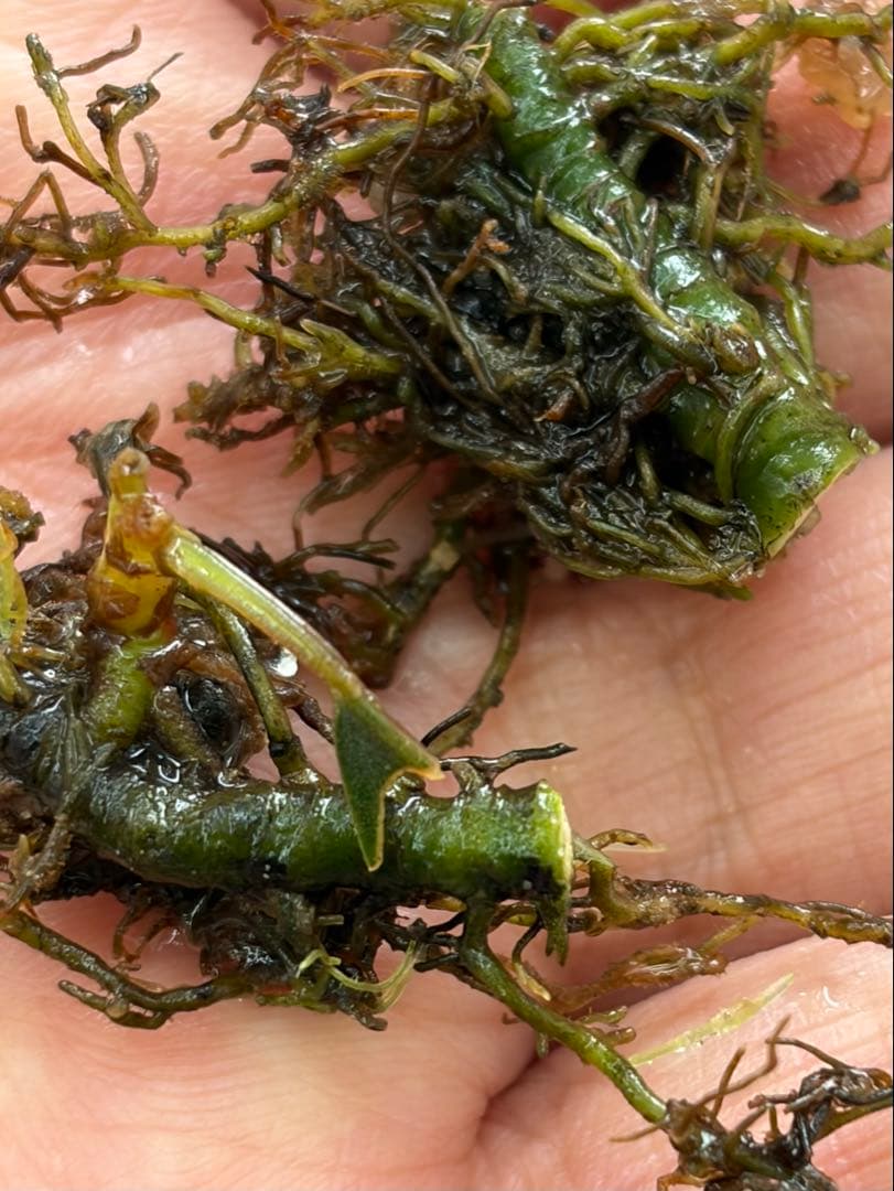 H*O様 ⭐︎ブセファランドラ 超濃色モトレィアーナ 細葉最高峰２株と、/パダワ