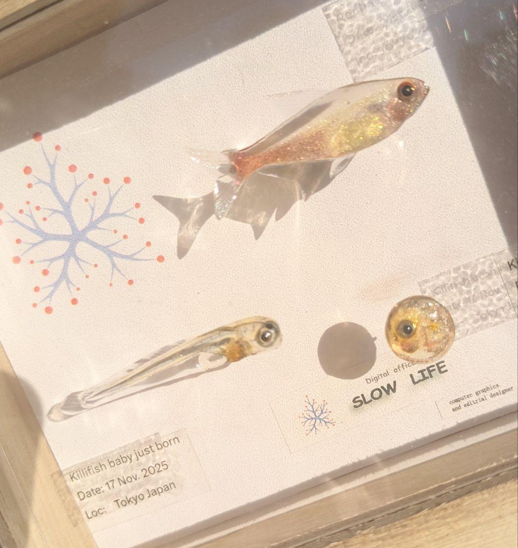 レッドラインファラガテトラ４０ミリ　孵化直後の稚魚と孵化前の卵　３体の標本箱