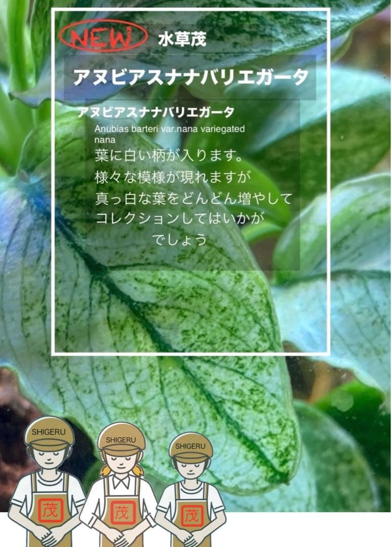水草茂「coni様オーダー用」