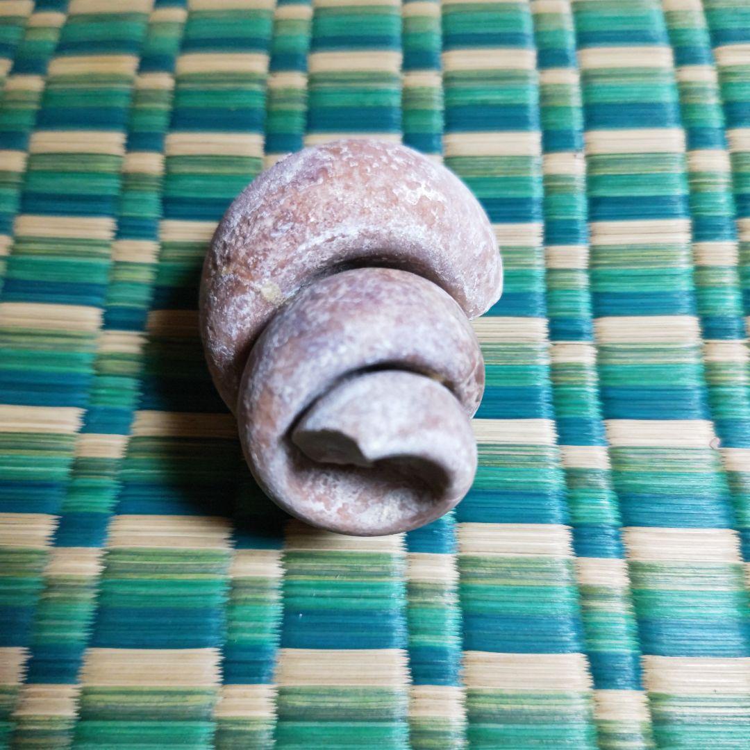 化石 巻き貝 置物