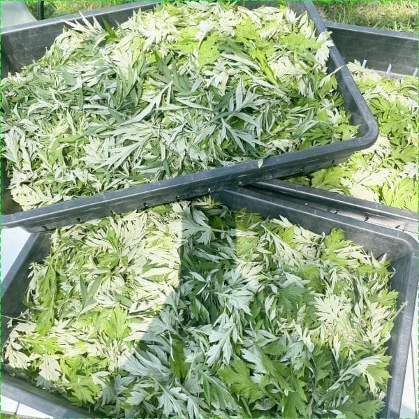 乾燥よもぎ 7g×242パック 1.7kg 大容量！ 入浴 蒸し 足湯 3