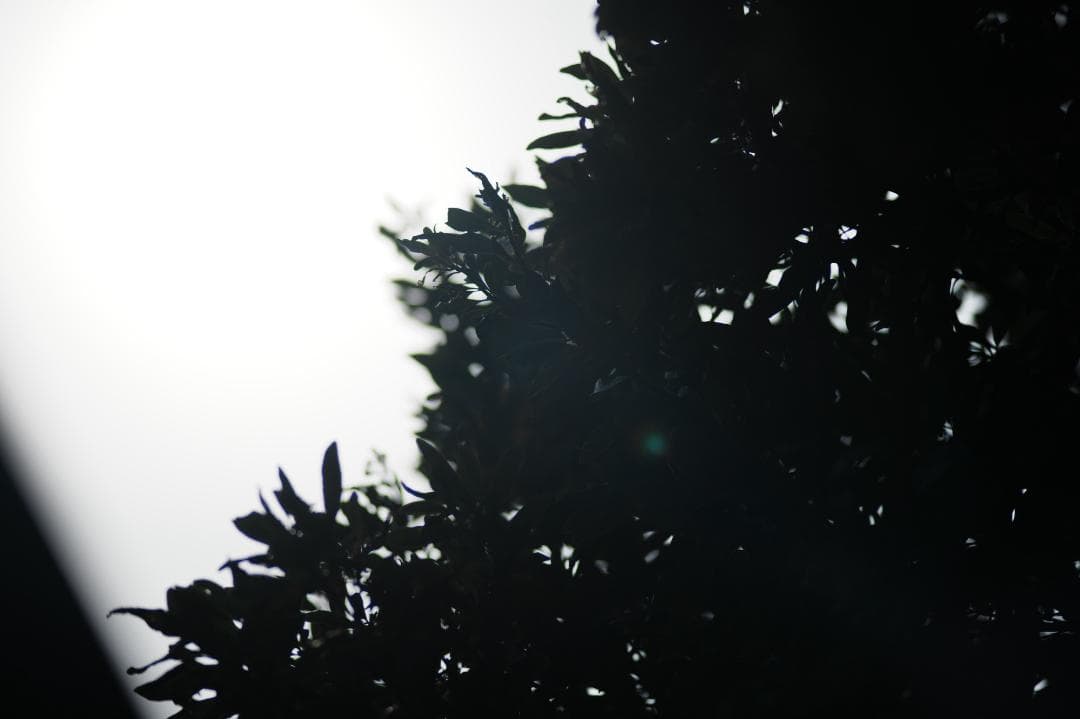 【テスト済】Nikon AF Nikkor 180mm F2.8 D 059