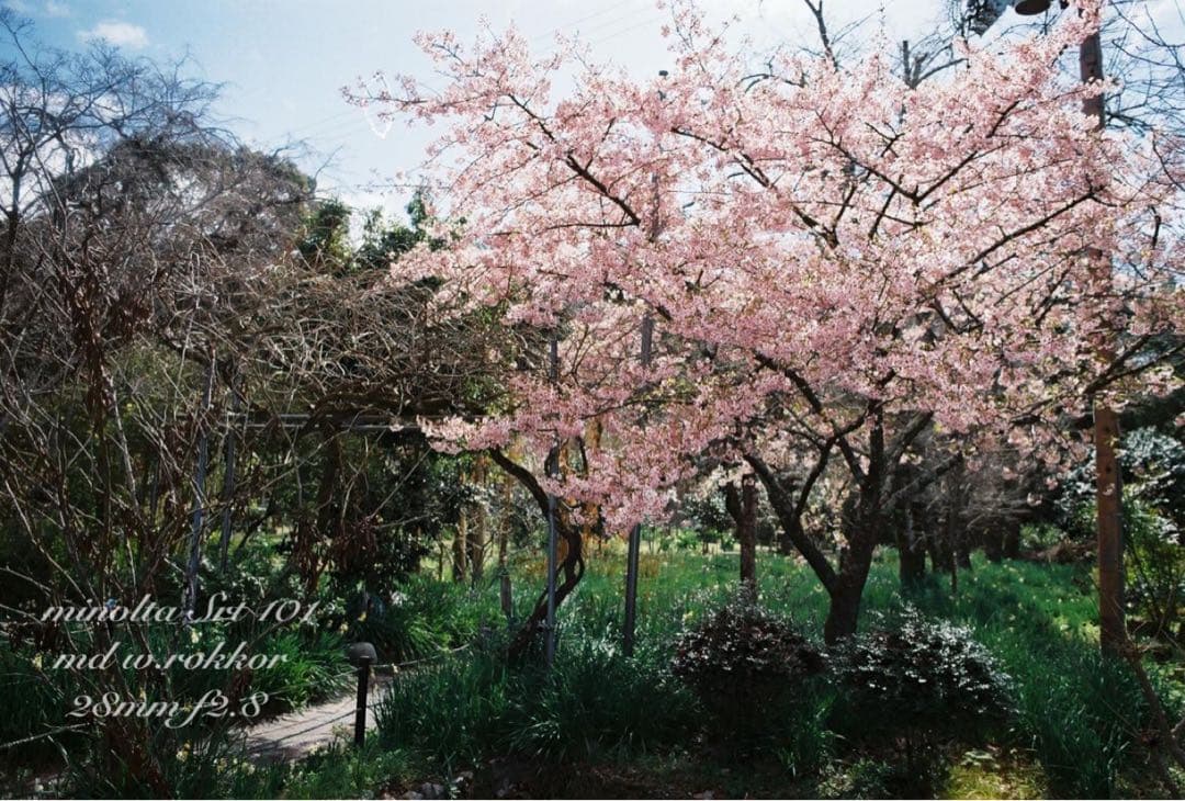 ★minolta srt101＊md 28mm f2.8★完動品＊美品＊初期保証