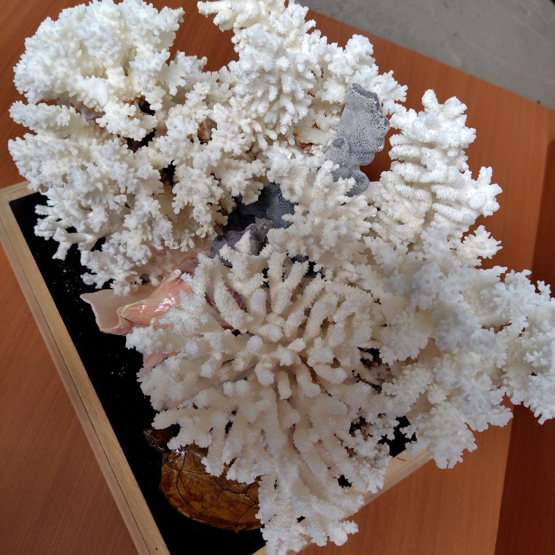 珊瑚