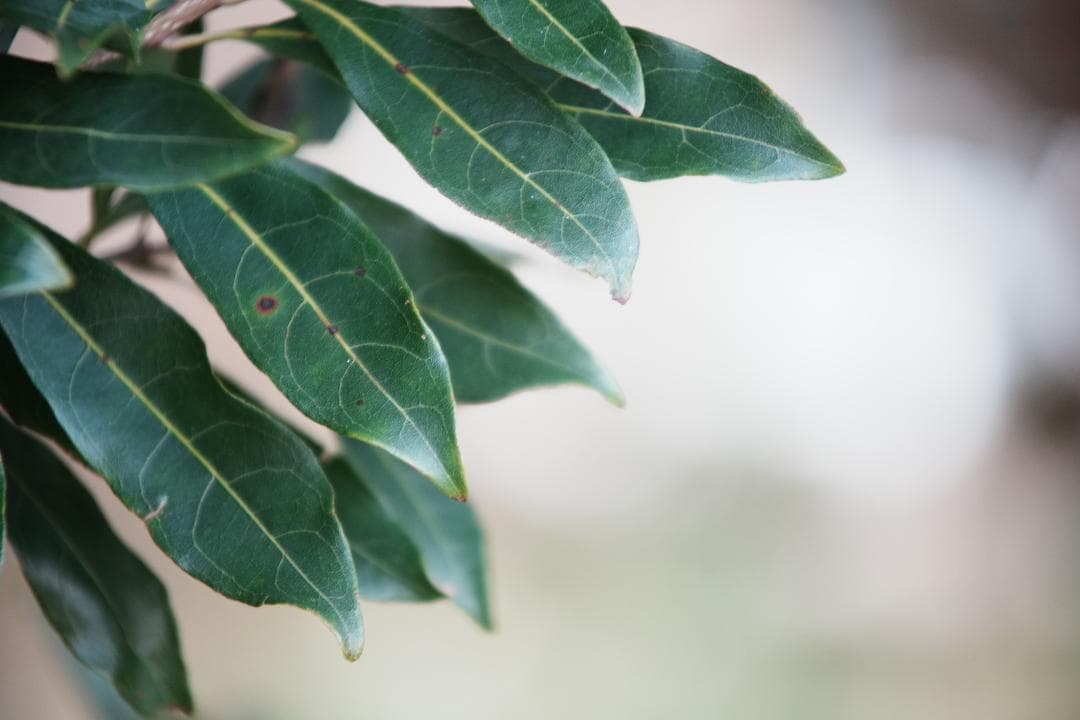 【テスト済】Ai-s Zoom NIkkor 35-200mm 712