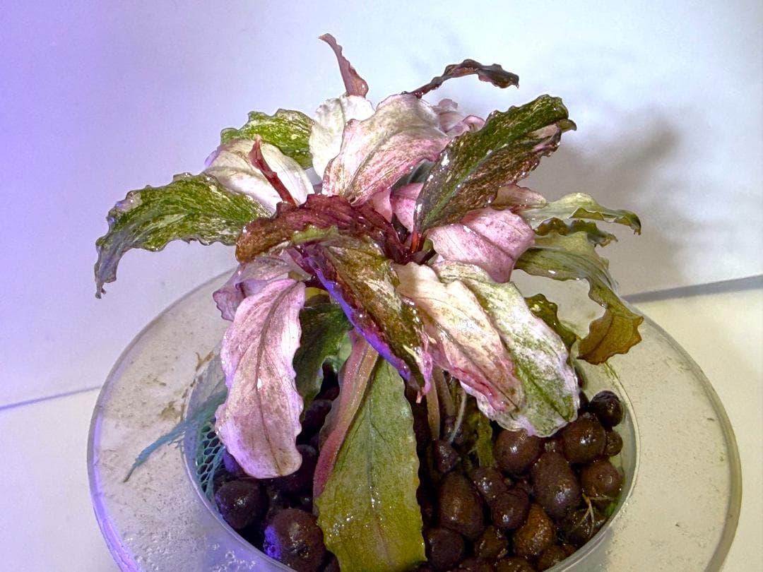 Bucephalandra spブセファランドラsp. ピンク・ヴァリエガータ