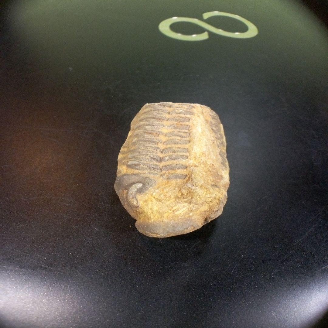 三葉虫　化石　fossil　ボリビア産　トライロバイト　三葉虫個体⑩