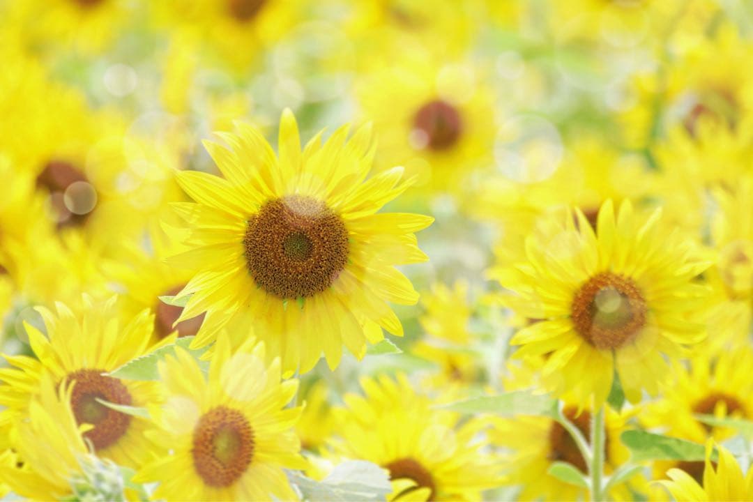 Canon EOS 7D Mark II レンズ ストロボ付