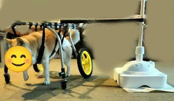 犬用 歩行器 車いす ポチの車イス 四輪 ぐる活 中型 柴犬
