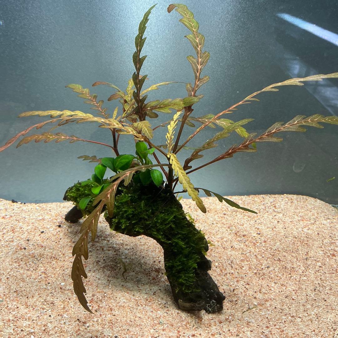 【第四種郵便】ジャイアント南米モス活着2種水草付き流木　19cmと18cm