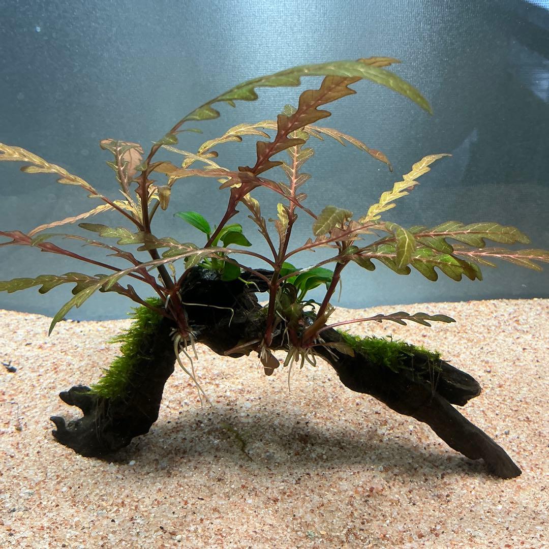 【第四種郵便】ジャイアント南米モス活着2種水草付き流木　19cmと18cm
