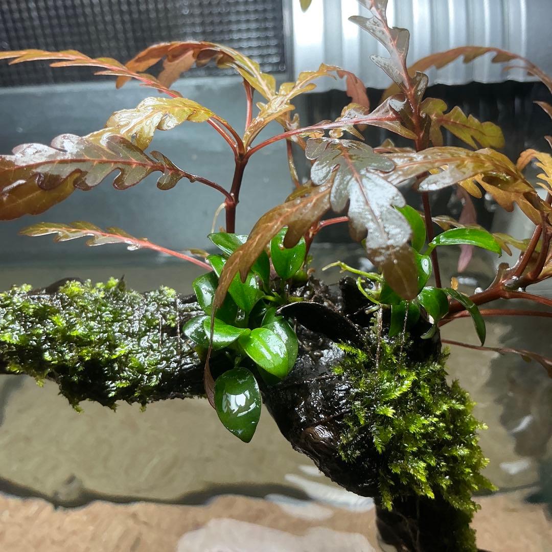 【第四種郵便】ジャイアント南米モス活着2種水草付き流木　19cmと18cm