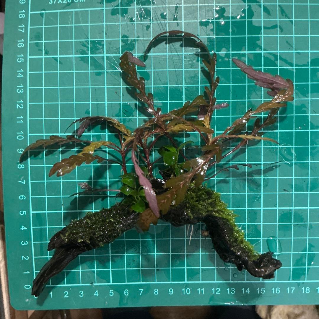 【第四種郵便】ジャイアント南米モス活着2種水草付き流木　19cmと18cm